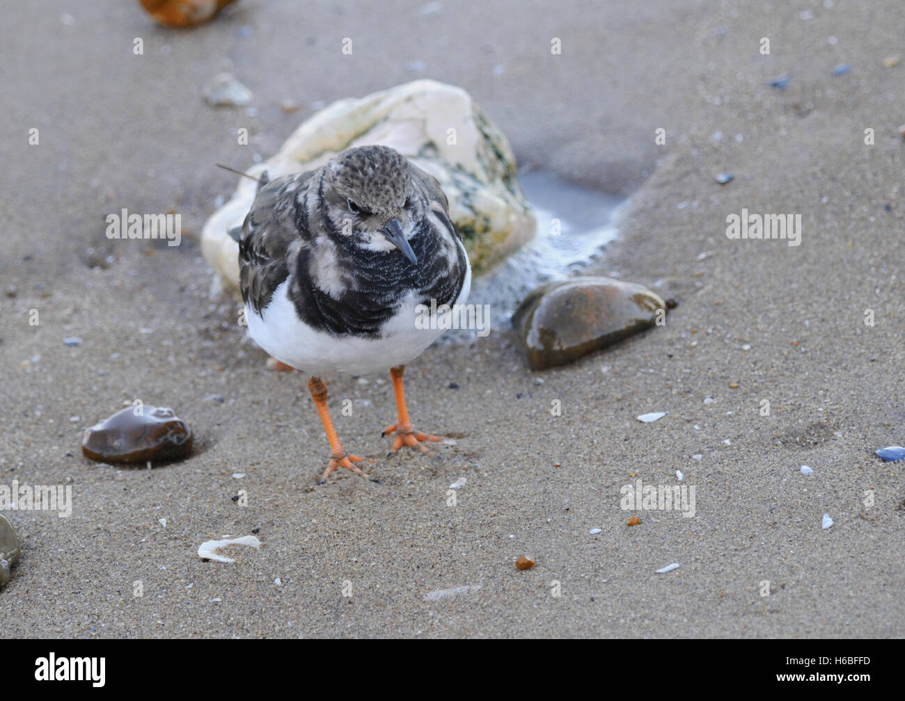 Un Turnstone ( Arenaria interpres ) alimentando sul bordo di una marea. Foto Stock