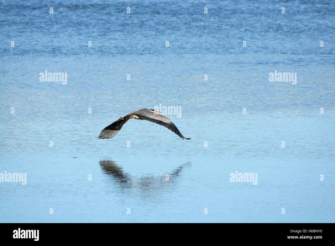 Airone cenerino, Ardea cinerea, adulto, volando sopra l'acqua blu con la riflessione di Fleetwood, nel Lancashire, Inghilterra, Regno Unito Foto Stock