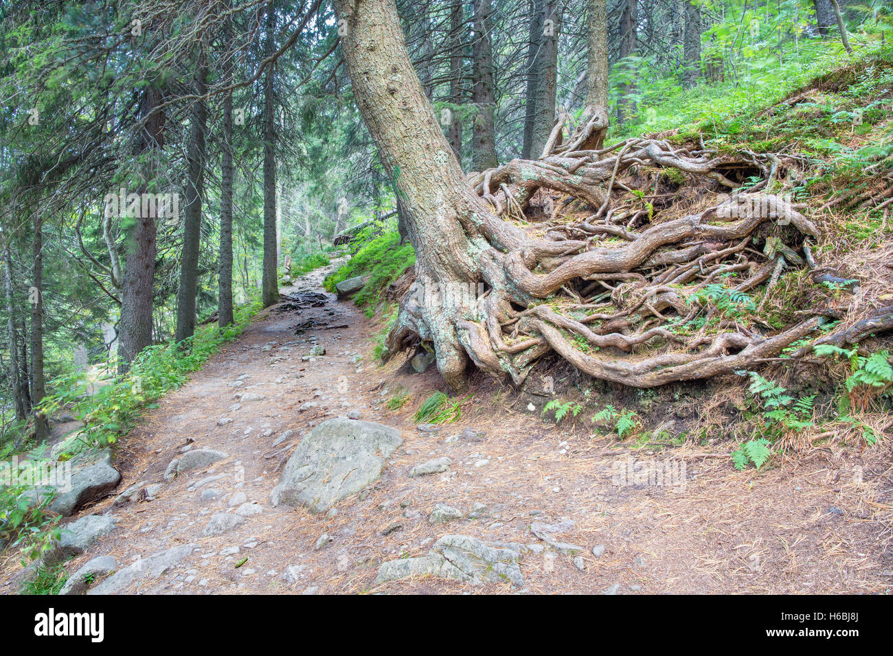 Alti Tatra - la strada turistica e grande radice. Foto Stock