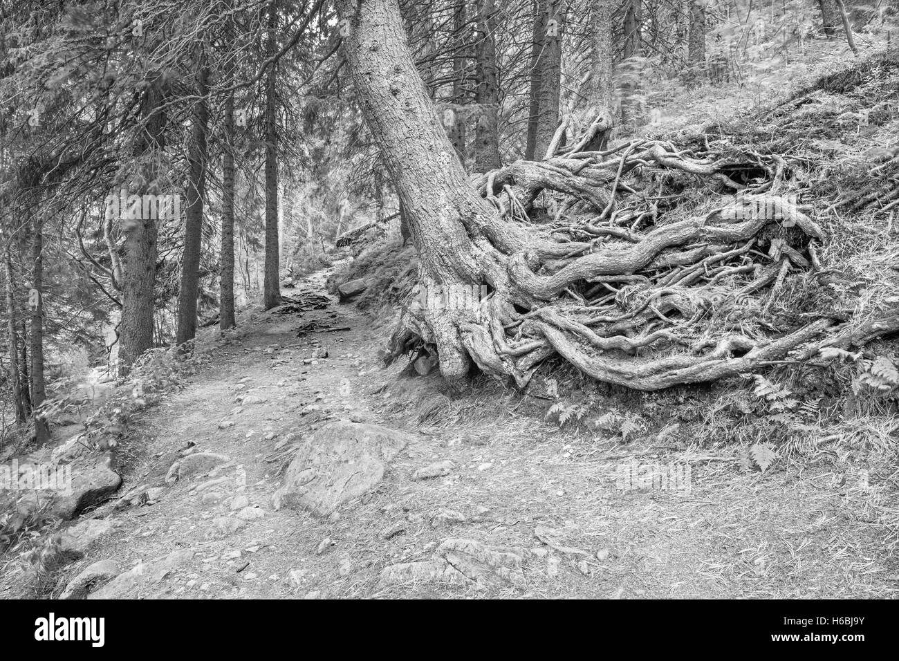 Alti Tatra - la strada turistica e grande radice. Foto Stock