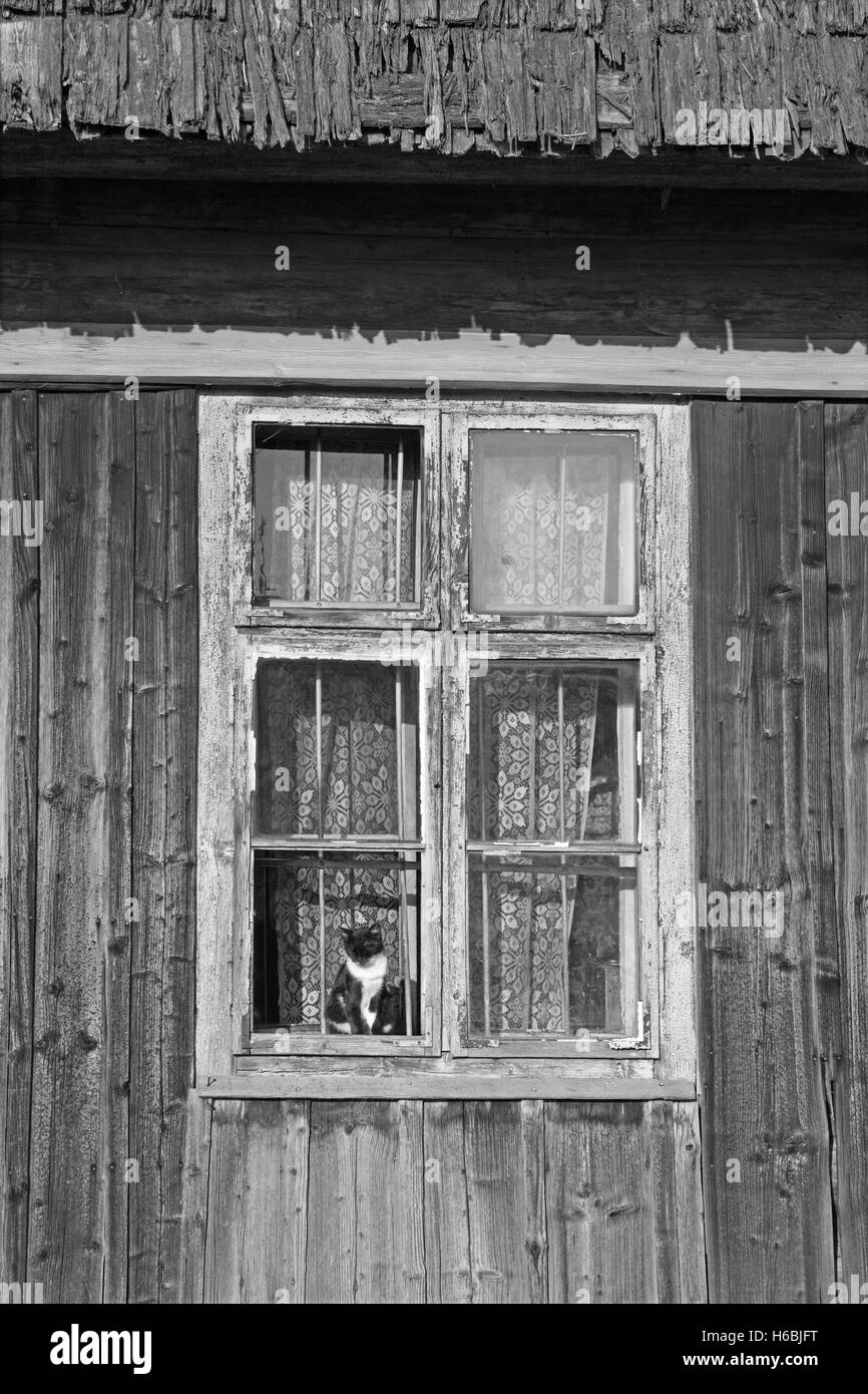 Rimini, Slovacchia - 13 settembre 2016: Il gatto e la faccia nella vecchia finestra del fortino. Foto Stock