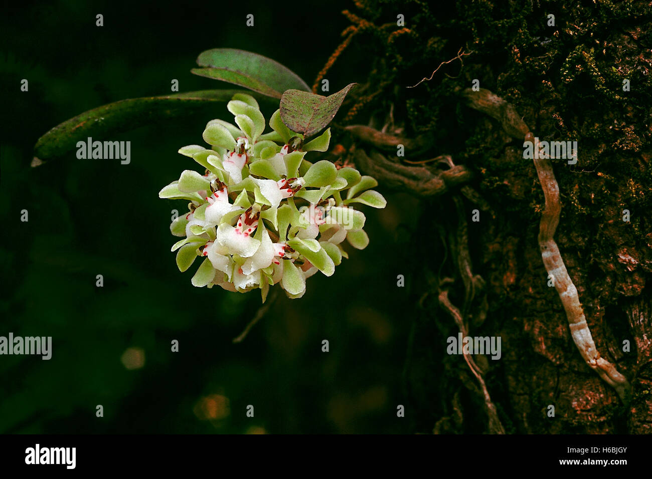 Aerides dalzelliana. famiglia: orchidaceae. Un piccolo epiphytic orchid trovati nei i Ghati occidentali, India. Foto Stock