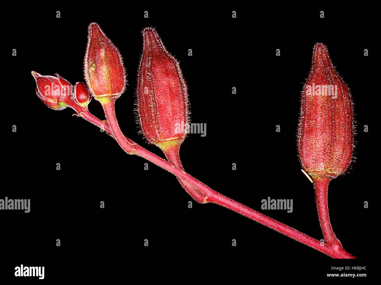 Frutti di abelmoschus manihot. famiglia: malvaceae. Questa pianta è una pianta selvatica rispetto di abelmoschus esculentus (lady del dito) Foto Stock