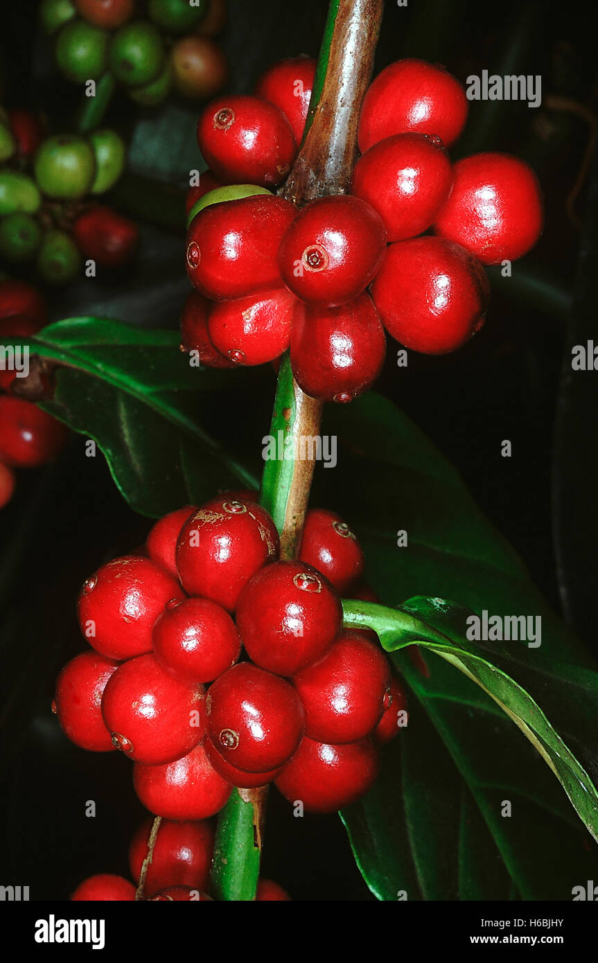 Bacche di caffè. Famiglia: Rubiaceae. Le bacche di caffè vengono raccolte quando sono maturi e i semi in bacche ("semi di soia ") vengono essiccati Foto Stock