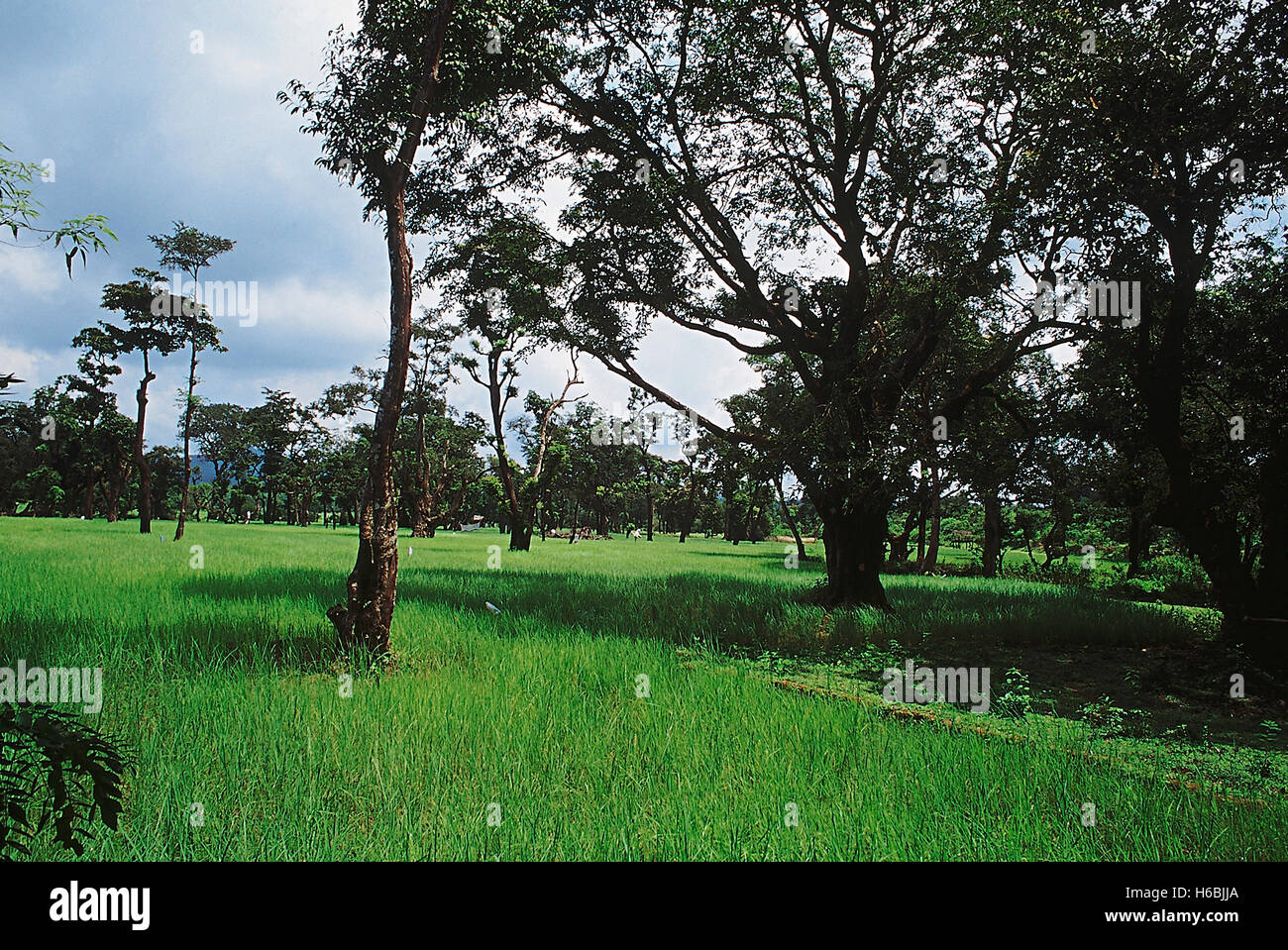 Risaie. Queste risaie sono circondate da foreste sempreverdi vicino all'Anshi ghat nel Karnataka Foto Stock
