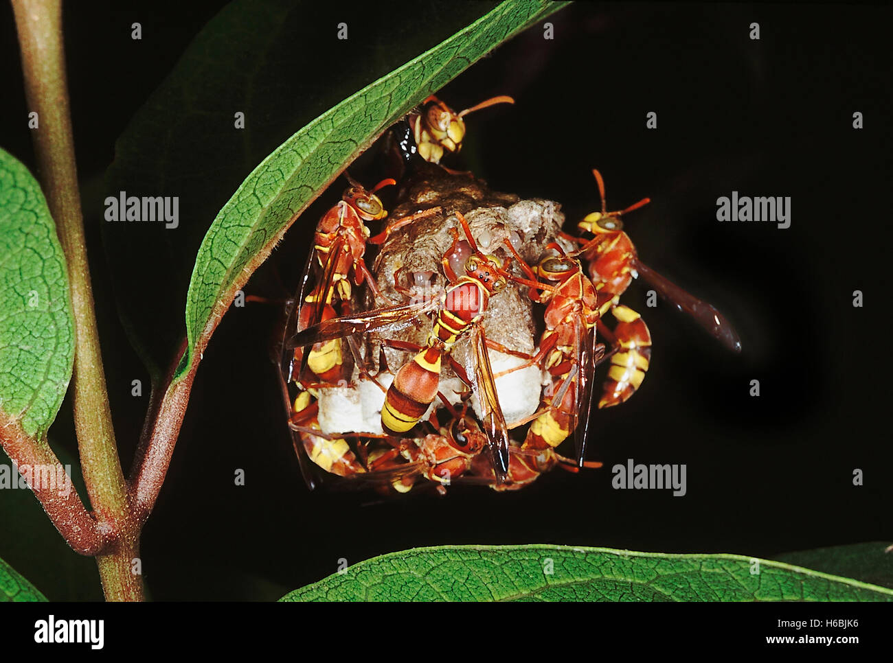 I calabroni sul nido famiglia: artropodi. i calabroni sono insetti sociali che vivono insieme in una colonia. Il nido è fatta di un foglio di carta-simili Foto Stock