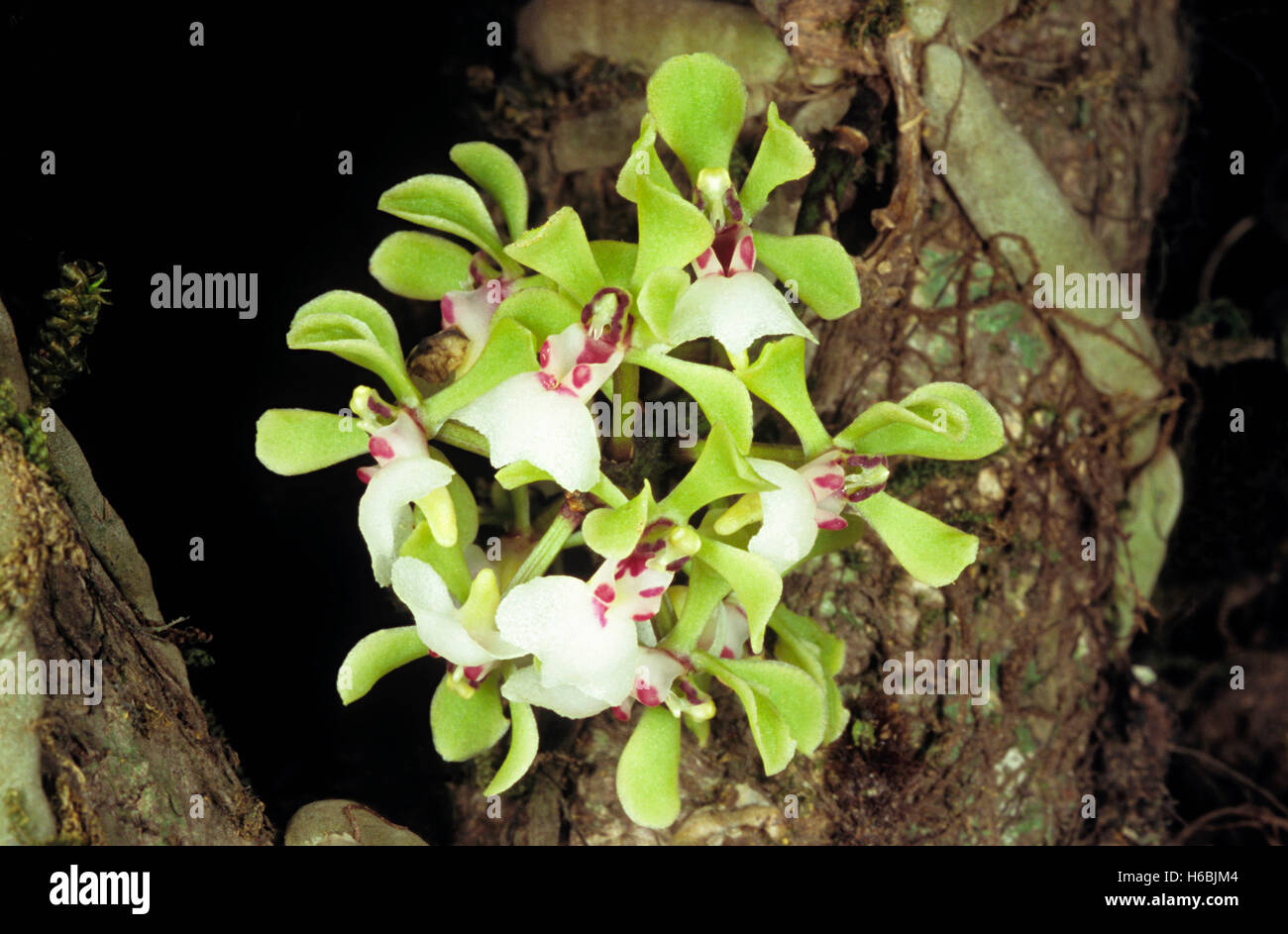 Un epiphytic orchid trovato cresce su alberi di grandi dimensioni in i Ghati occidentali Foto Stock