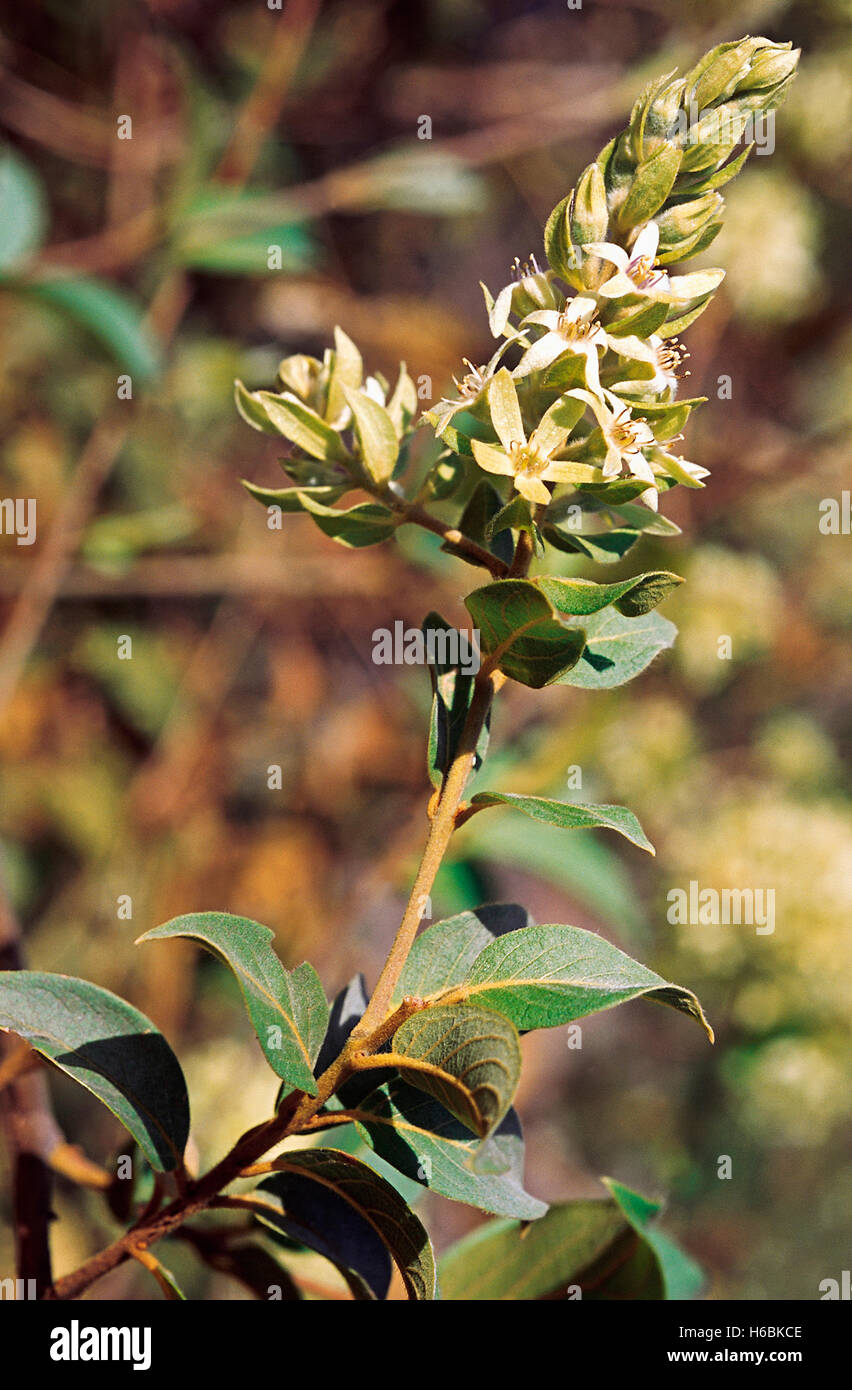 Calycopteris Floribunda. Famiglia: Combretaceae. Un grande scalatore legnoso (Liana) si trova principalmente nelle foreste decidue secondarie Foto Stock