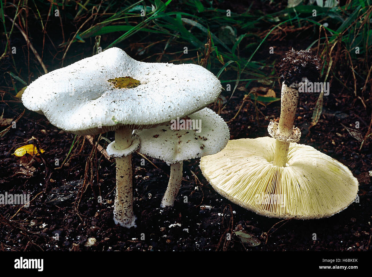 Chlorolepiota sp. classe: homobasidiomycetes . serie: hymenomycetes. ordine: agaricales. un fungo velenoso con spore di verde Foto Stock