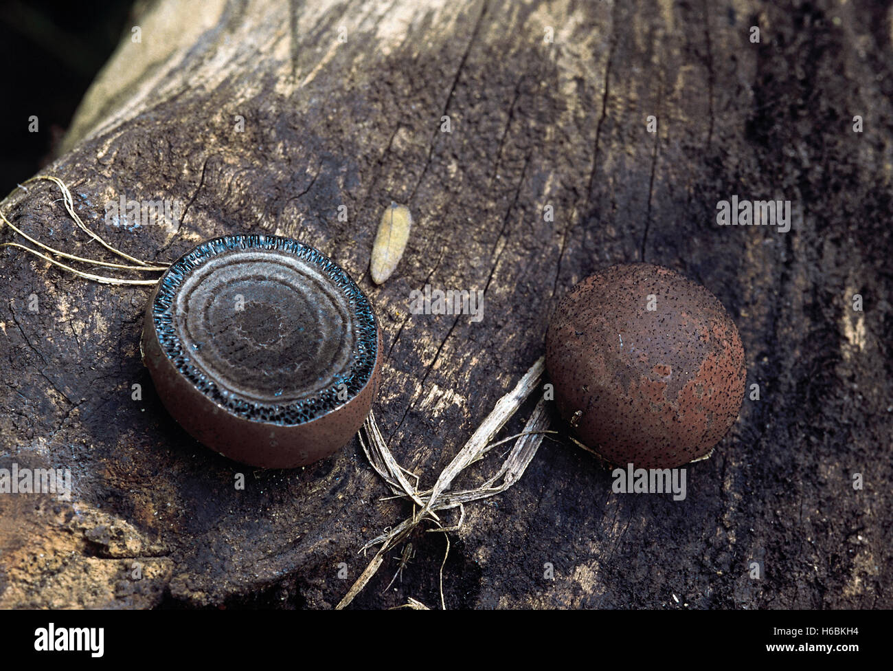 Daldinia sp. crampi sfere. classe: euascomycetes. serie: pyrenomycetes. ordine: sphaerales. Foto Stock