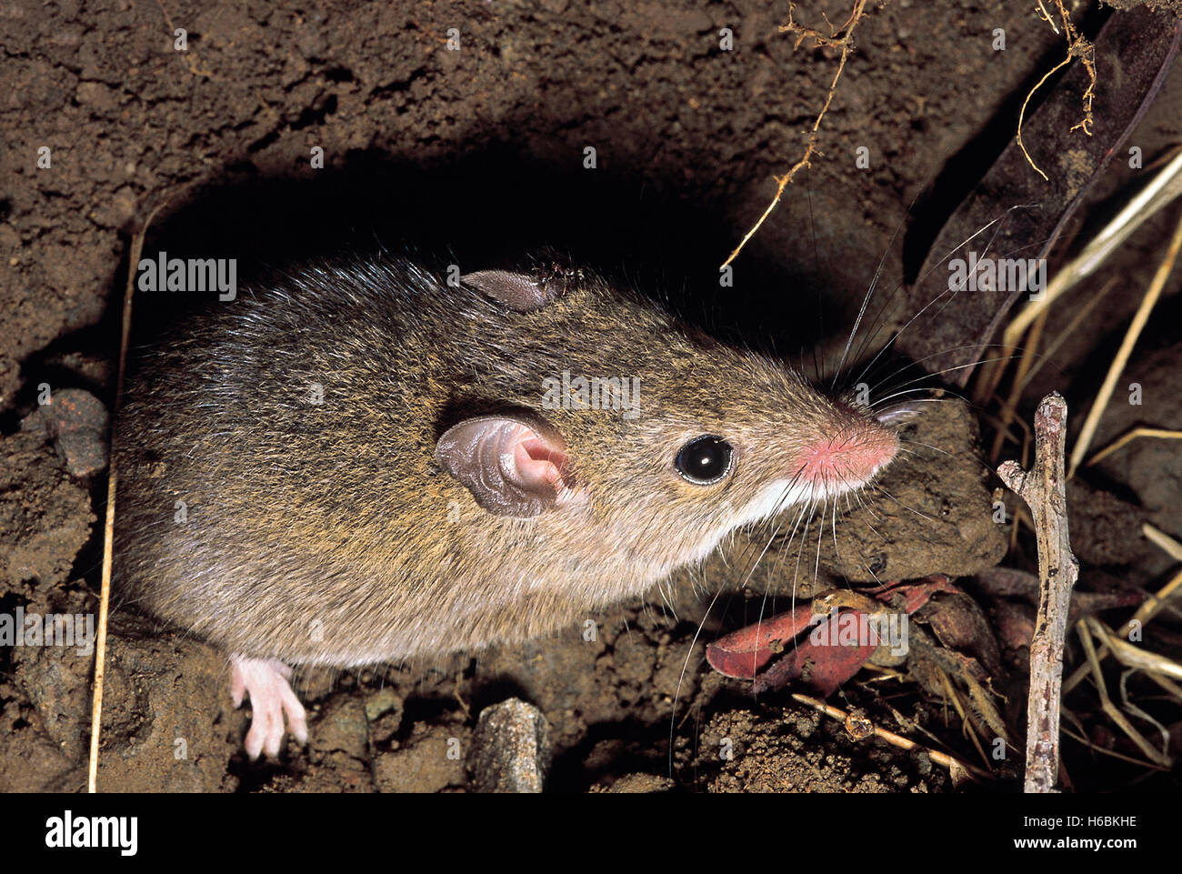 Un mouse di campo Foto Stock