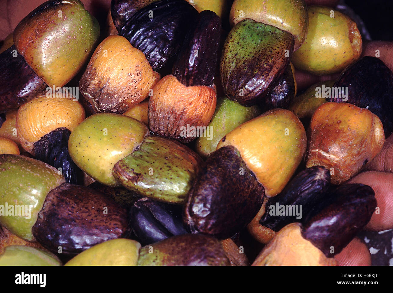 Frutta. Semecarpus Excelsum. La marcatura di noce. Una di medie dimensioni albero a foglie decidue. Il frutto è simile a quella dell'Cashewnut come Foto Stock