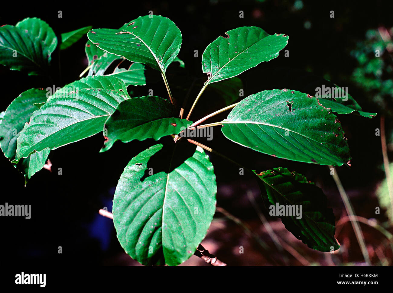 Foglie. Imenodictyon sp. Famiglia: Rubiaceae. Un grande albero deciduo con legno chiaro. Le foglie e i rami hanno una disposizione sibilante Foto Stock