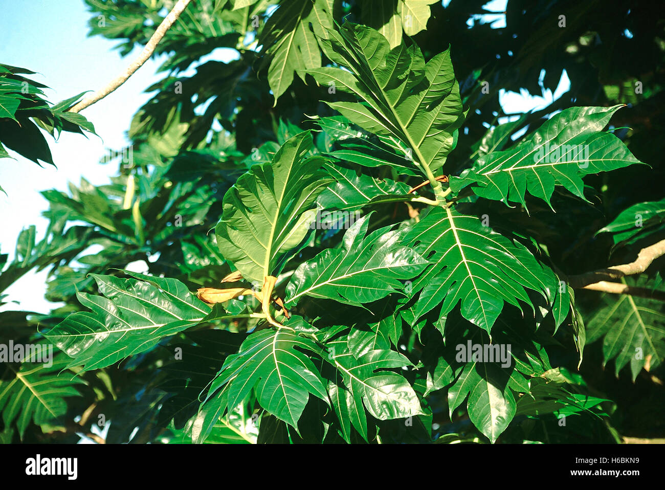 Foglie. Artocarpus Incisa. Pane-albero da frutta. Famiglia: Moraceae. Di medie dimensioni con tree coltivati comunemente vicino alla costa. Foto Stock
