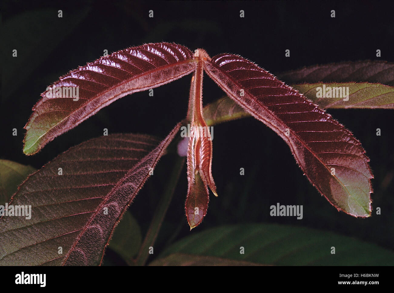 Giovani foglie. terminalia alata. famiglia: combretaceae. Questo grande albero a foglie decidue si trova ampiamente nelle foreste di latifoglie Foto Stock
