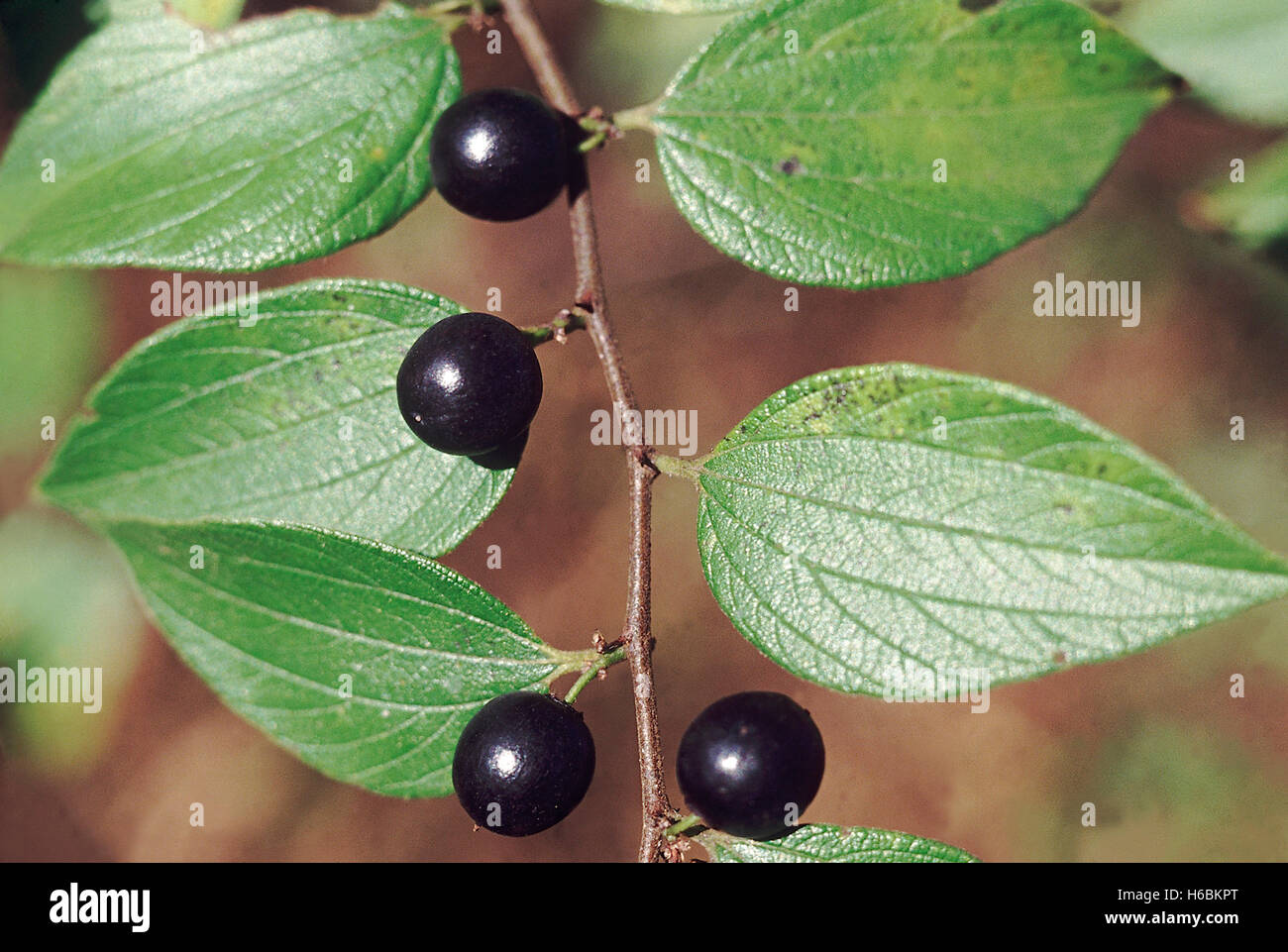 Zizyphus oenoplia. famiglia: rhamnaceae. Un grande arbusto rampicate con piccoli frutti commestibili che è la base della dieta dei molti una foresta Foto Stock