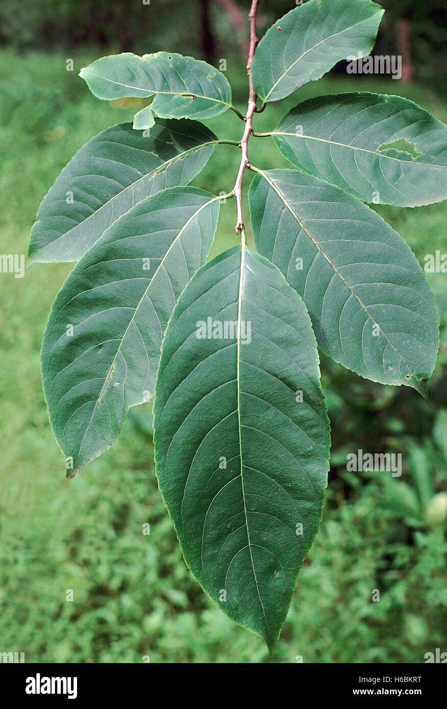 Foglie. casearia graveolens. famiglia: flacourtiaceae. un piccolo albero a foglie decidue con un pallido trunk. Foto Stock