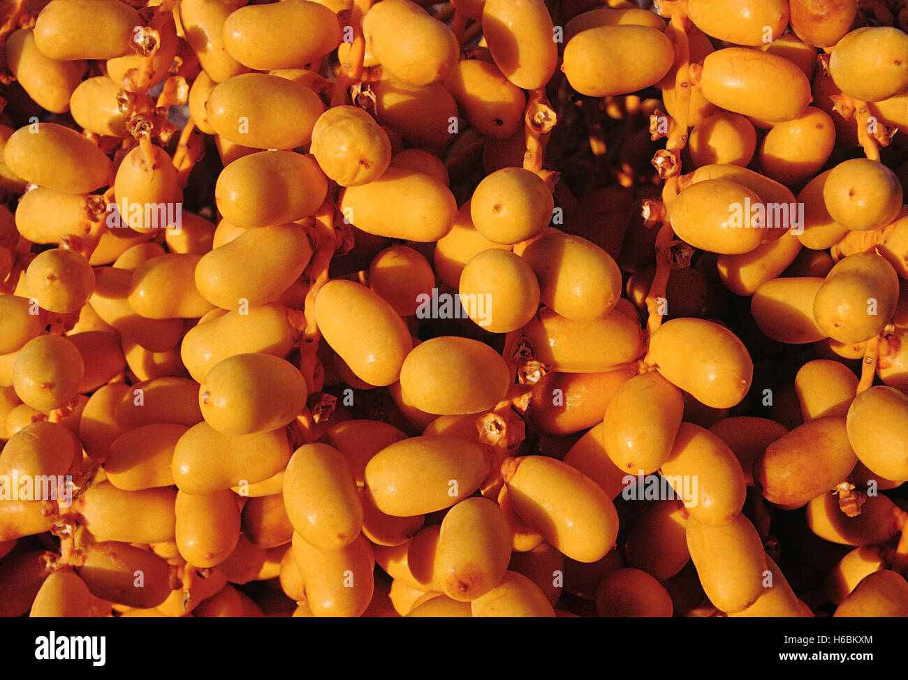 Primo piano di frutta. Phoenix, Sylvestris. Palma da dattero selvatico. Famiglia: Arecaceae. Un grande palmo con volantini con punta dorsale Foto Stock