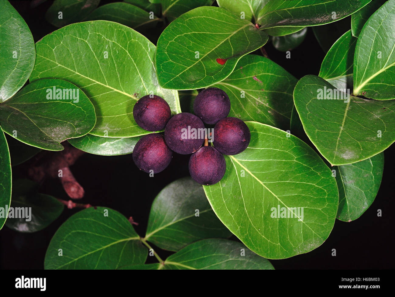 Frutta. carissa carandas. famiglia: apocyanaceae. una grande scalata trorny arbusto. i frutti sono rotondi, commestibili e viola scuro / nero Foto Stock