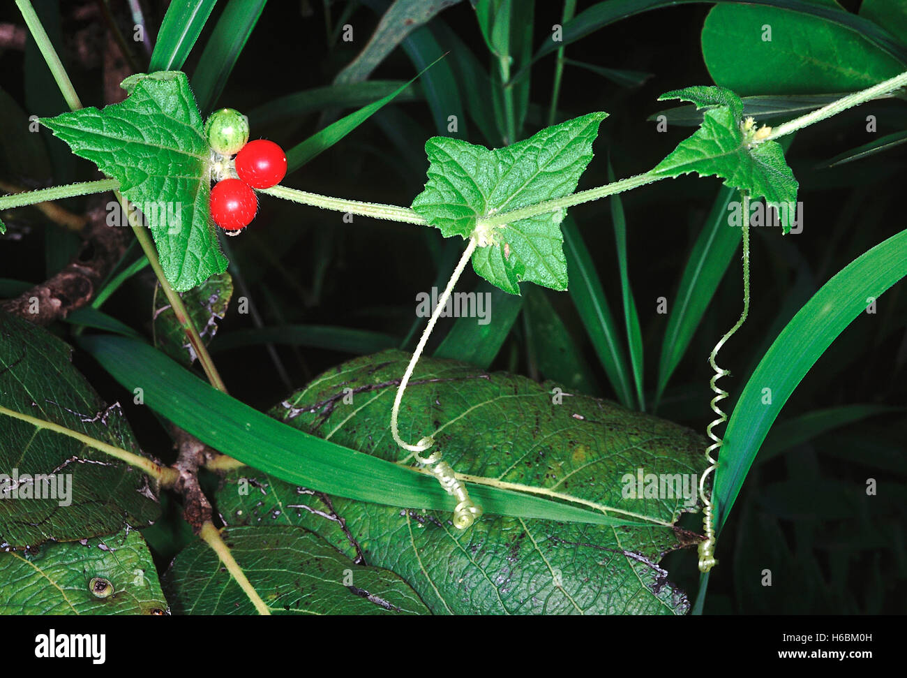 Frutta. Famiglia: Cucurbitaceae. Un scalatore erbacee. I frutti sono commestibili e crudo sapore vagamente come cetrioli. Foto Stock