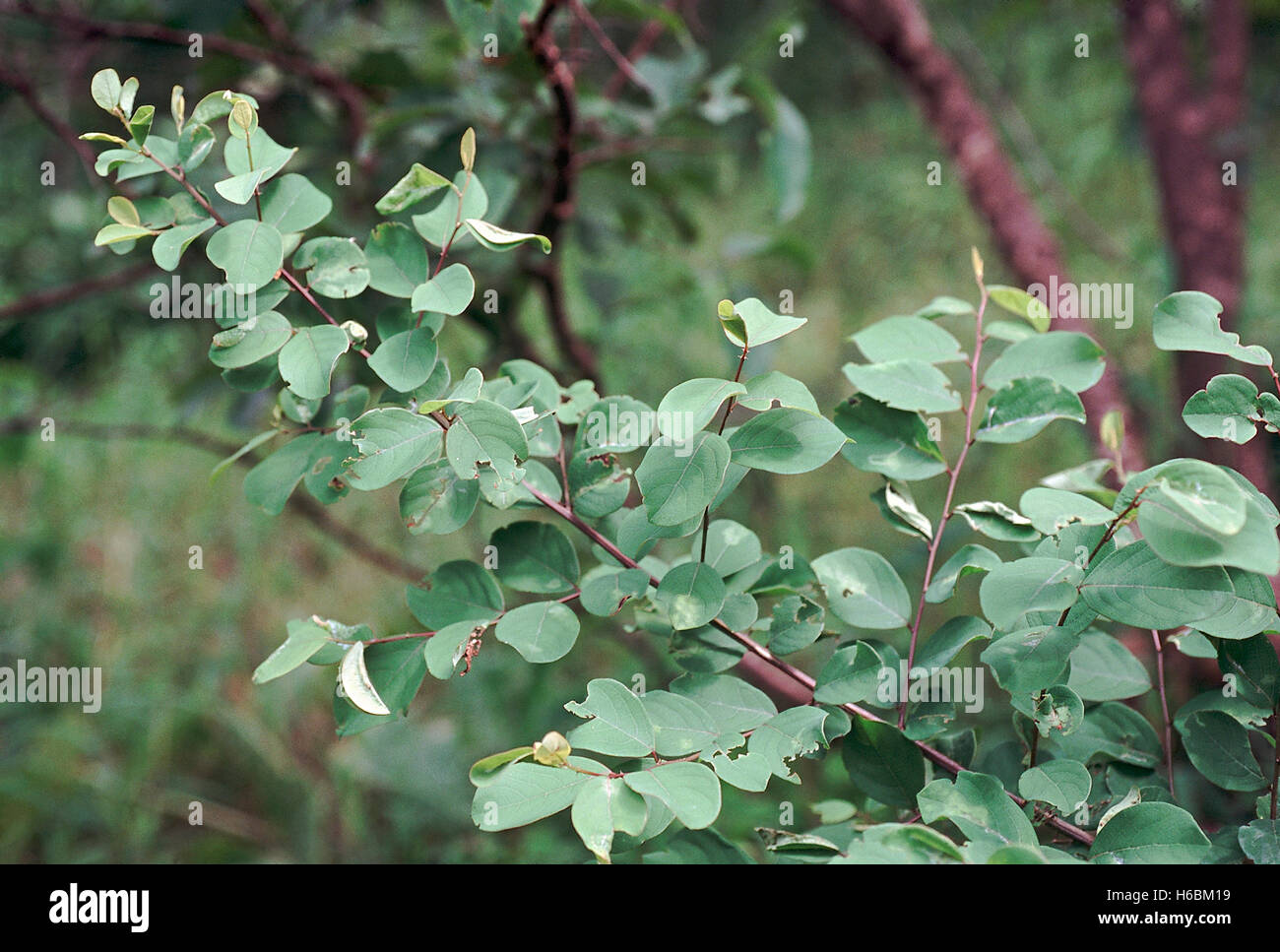 Foglie. Securinega sp. Famiglia: Euphorbiaceae. Un grande arbusto trovati nelle foreste di latifoglie. Le foglie sono utilizzate come foraggio per i caprini. Foto Stock