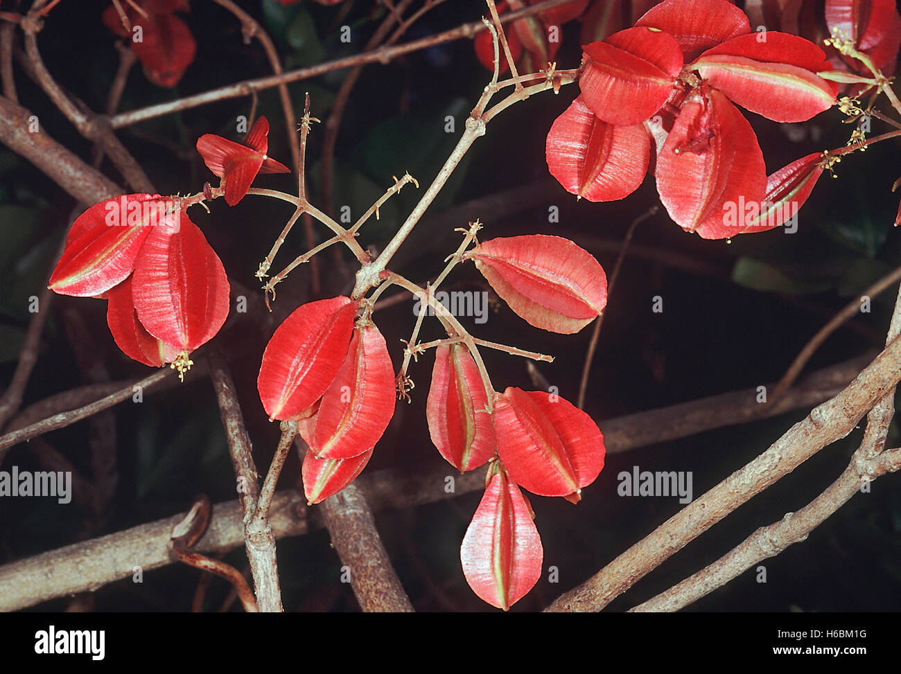 Frutta. combretum sp. famiglia: combretaceae. una grande liana trovata in foreste decidue. l'alato frutti sono distinti Foto Stock