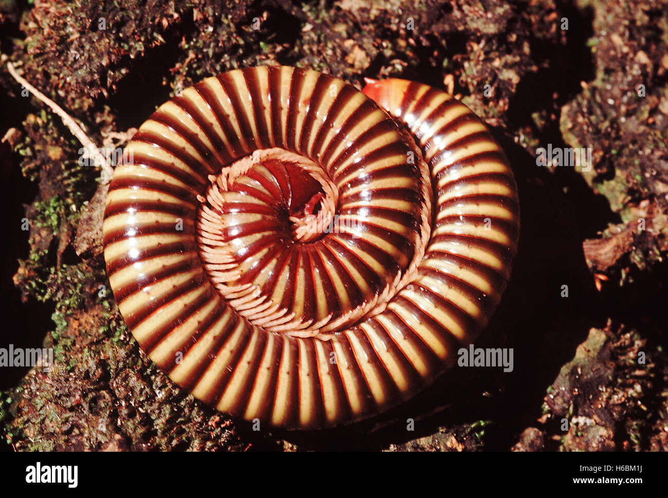 Millepiedi- avvolto a spirale. Un millepiedi in una posizione a spirale dopo che esso è stato disturbato. Foto Stock