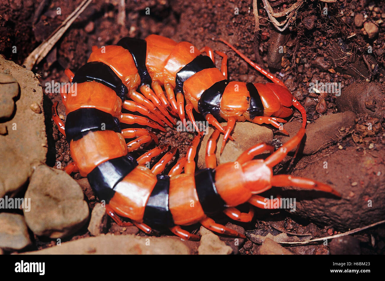 Arancione e nero centipede. Un grande a bande di colore arancione e nero centipede. Come tutti gli altri millepiedi, questo tipo ha due zanne di veleno Foto Stock