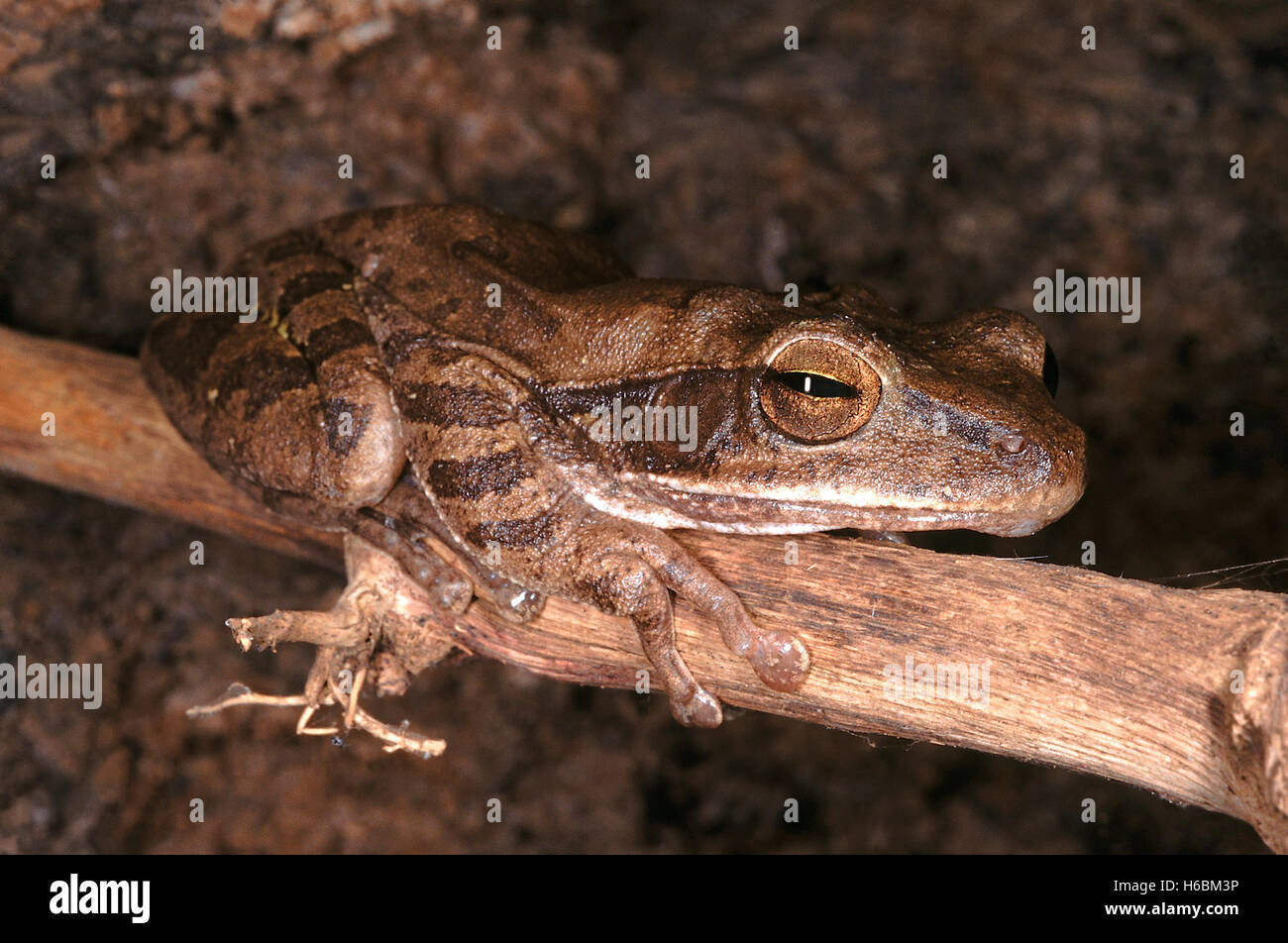 Polypedates Maculatus. Comune di raganella. Una di medie dimensioni rana che si trova in umido bosco di latifoglie aree. Essa vive sugli alberi Foto Stock
