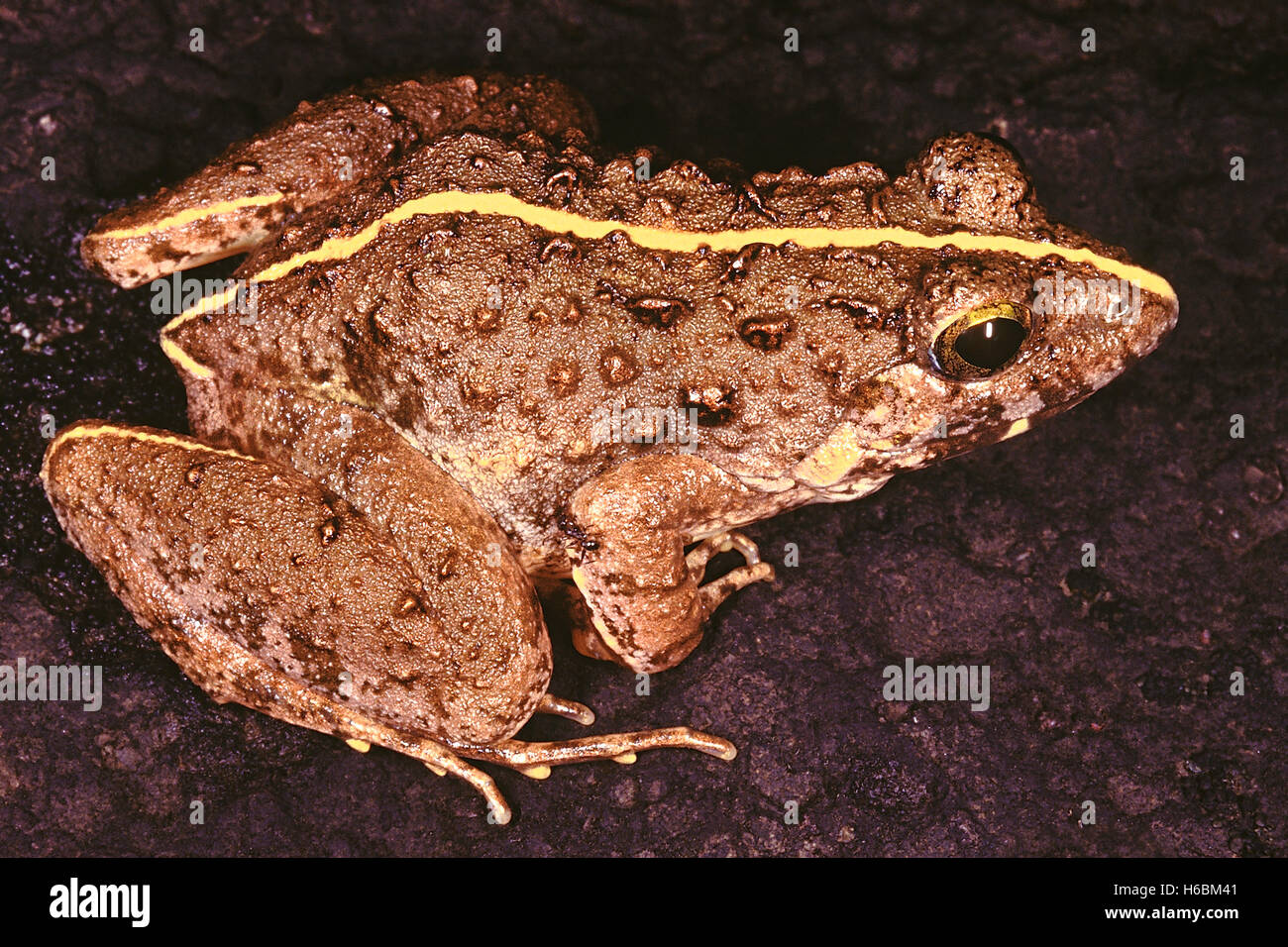 Rana limnocharis gruppo. cricket rane. piccole rane che hanno chiamate simile a quella di grilli. Foto Stock