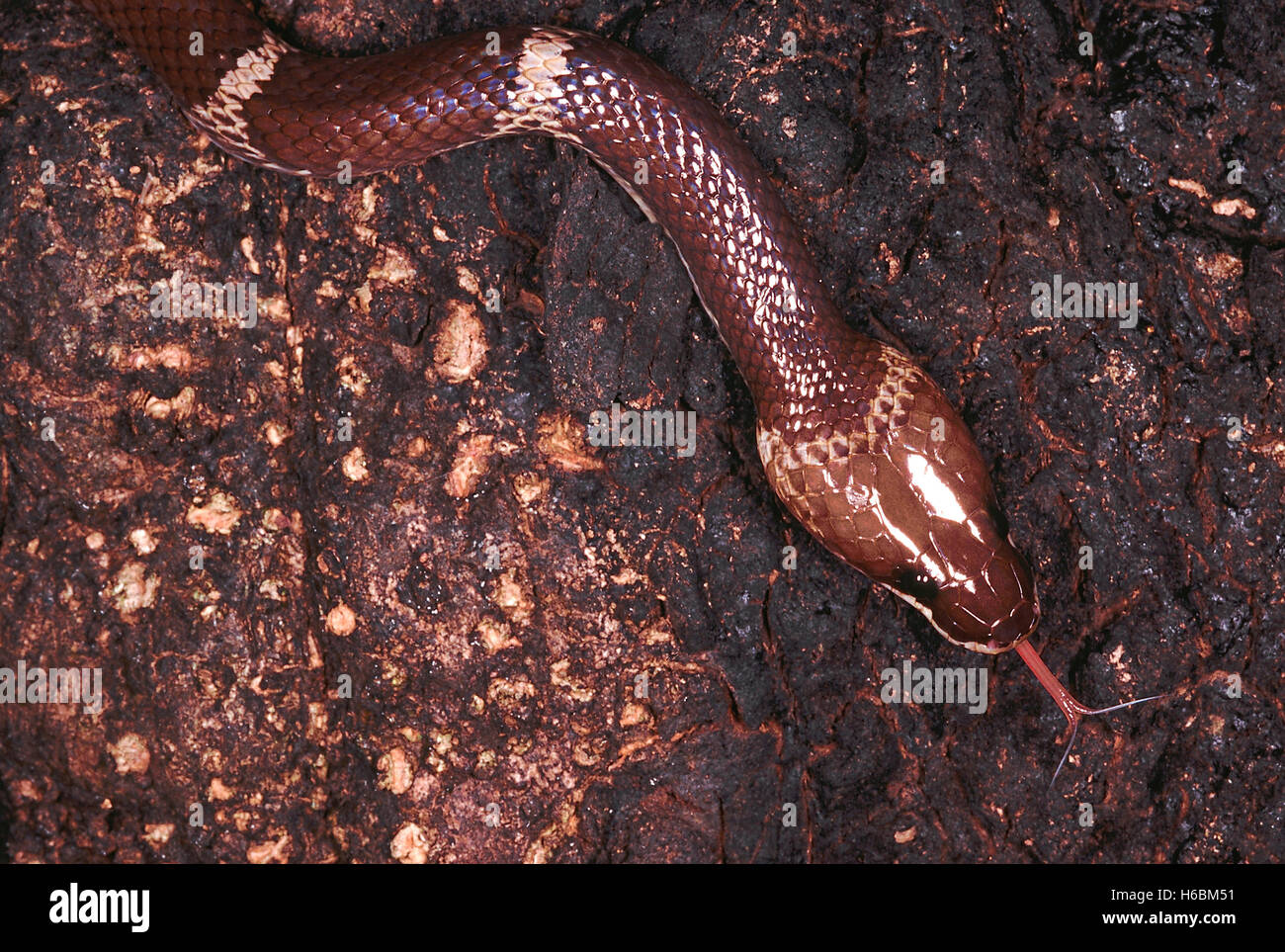 Oligodon Taeniolatus. Russell o variegato Kukri snake. Un insolito serpente che è abbastanza docile come pure timido. Foto Stock