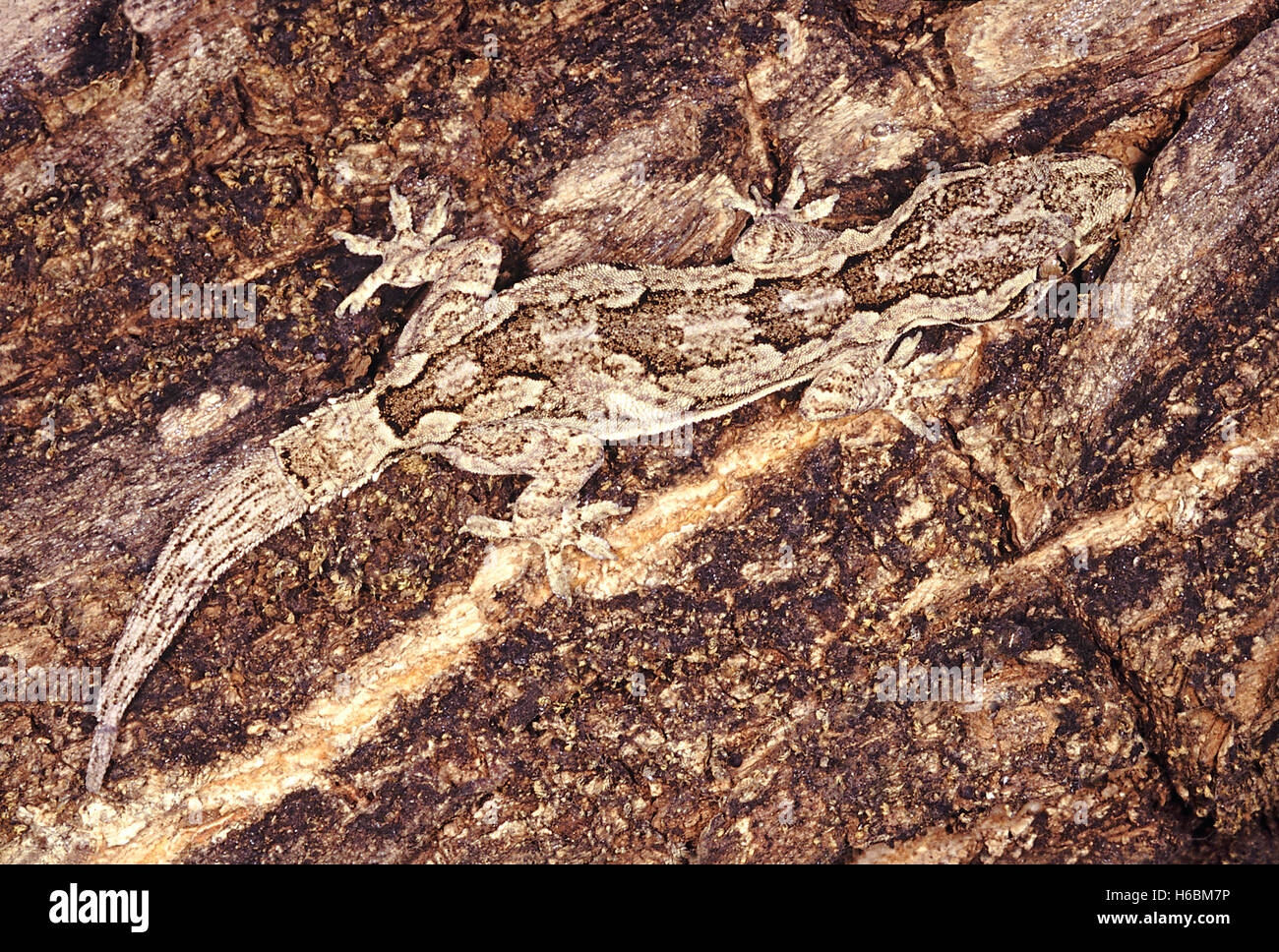 Hemidactylus leschnaultii. corteccia gecko. una ben mimetizzata geco si trovano di solito sui tronchi. è in grado di cambiare la sua ombra secondo circondante Foto Stock