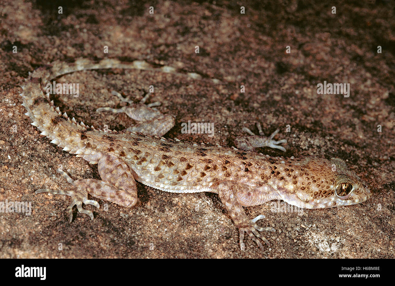 Scaber gymnodactylus, rough-tailed gecko. una dimora di massa gecko trovato in India in western Madhya Pradesh, parti del Rajasthan e Gujarat. Foto Stock