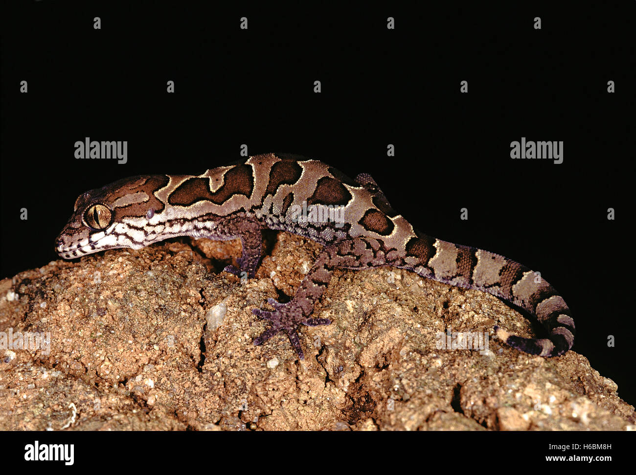 Offuscato la terra gecko. geckoella nebulosa. una dimora di massa gecko trovato in India centrale. Foto Stock