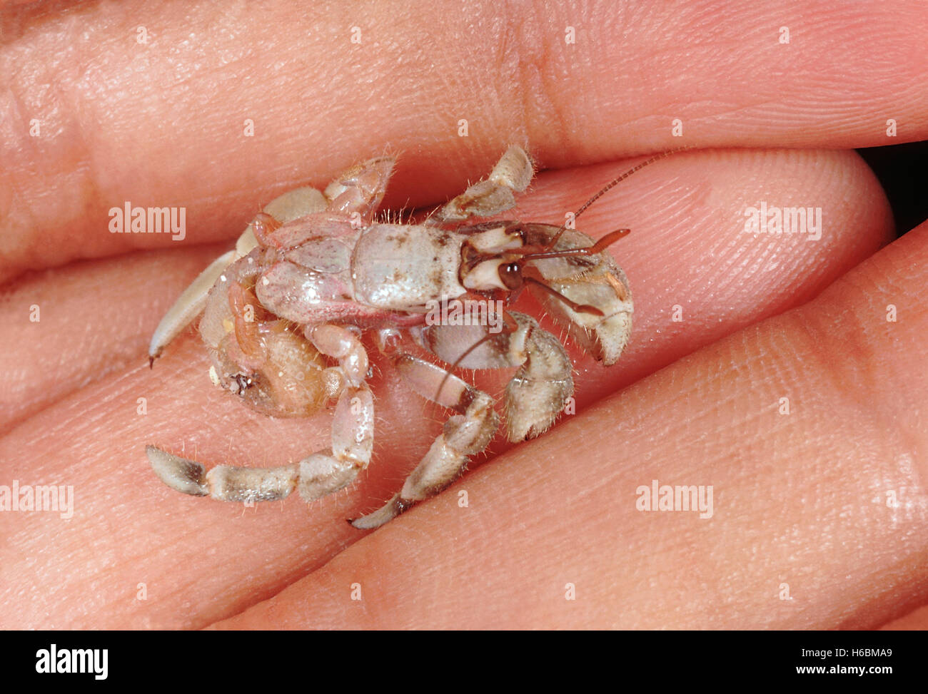 Un granchio eremita senza il suo mantello temporaneo. L'ultima coppia di gambe sono appositamente modificato per aiutarle a tenere il guscio. Foto Stock