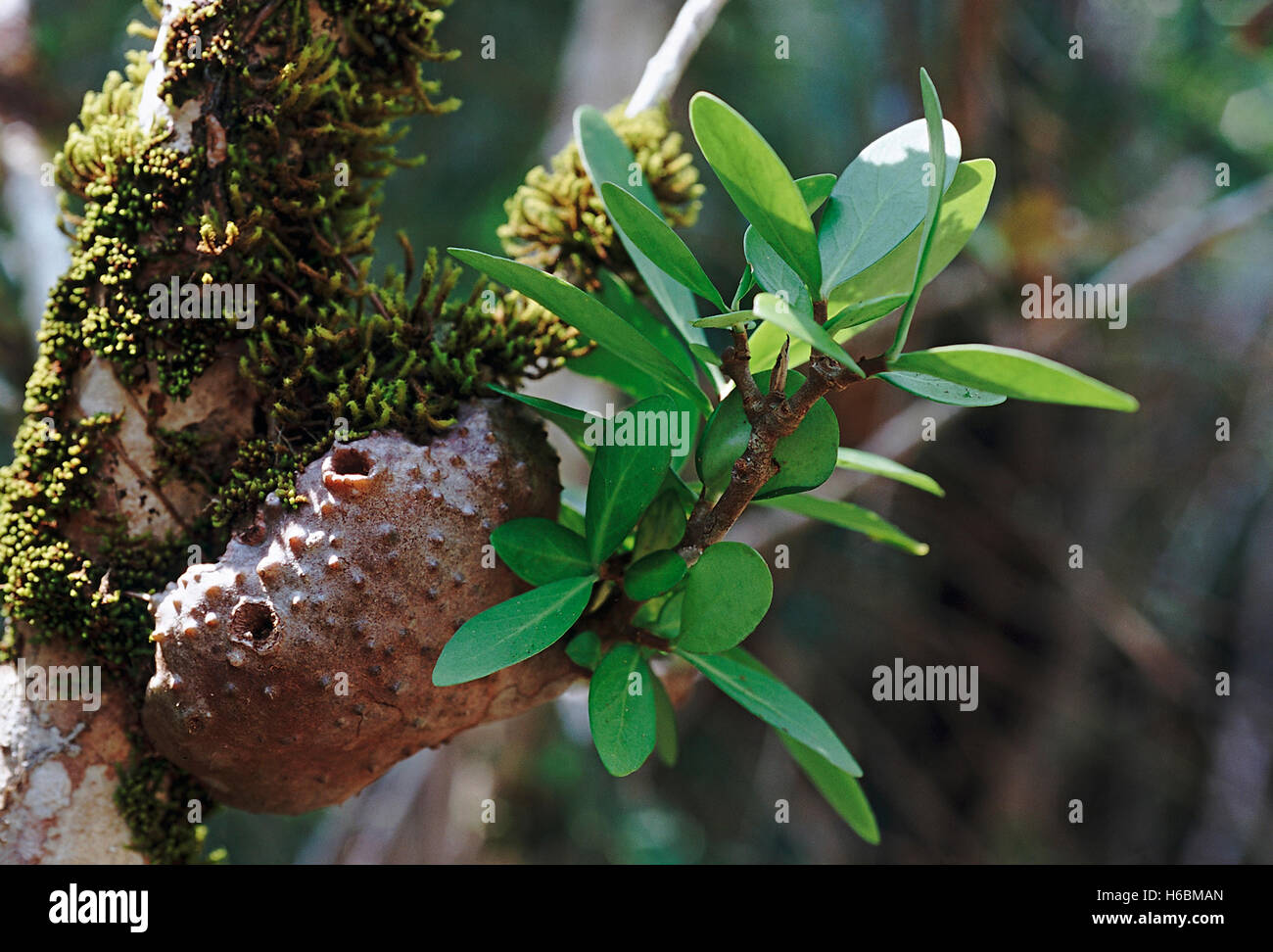 La formica pianta di casa. Questo impianto è un epifite si trovano di solito su alberi heritiera. la parte inferiore del gambo è gonfia Foto Stock
