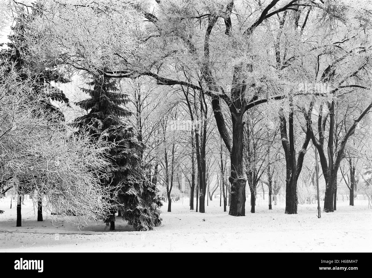 Winter City Park con alberi snowbound; scansione pellicola in bianco e nero Foto Stock