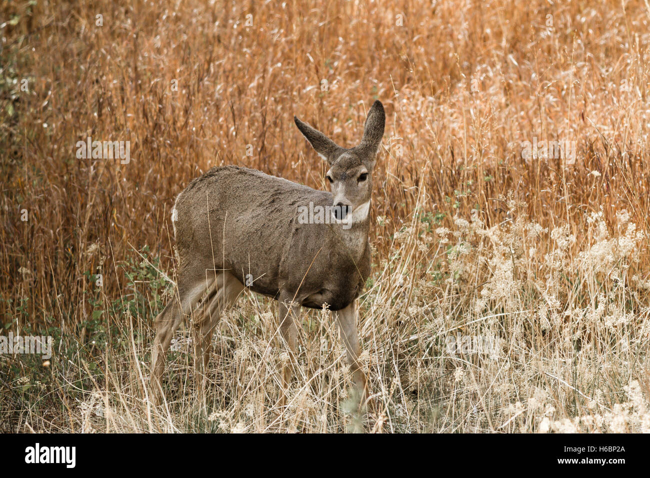 Deer in erba secca. Foto Stock