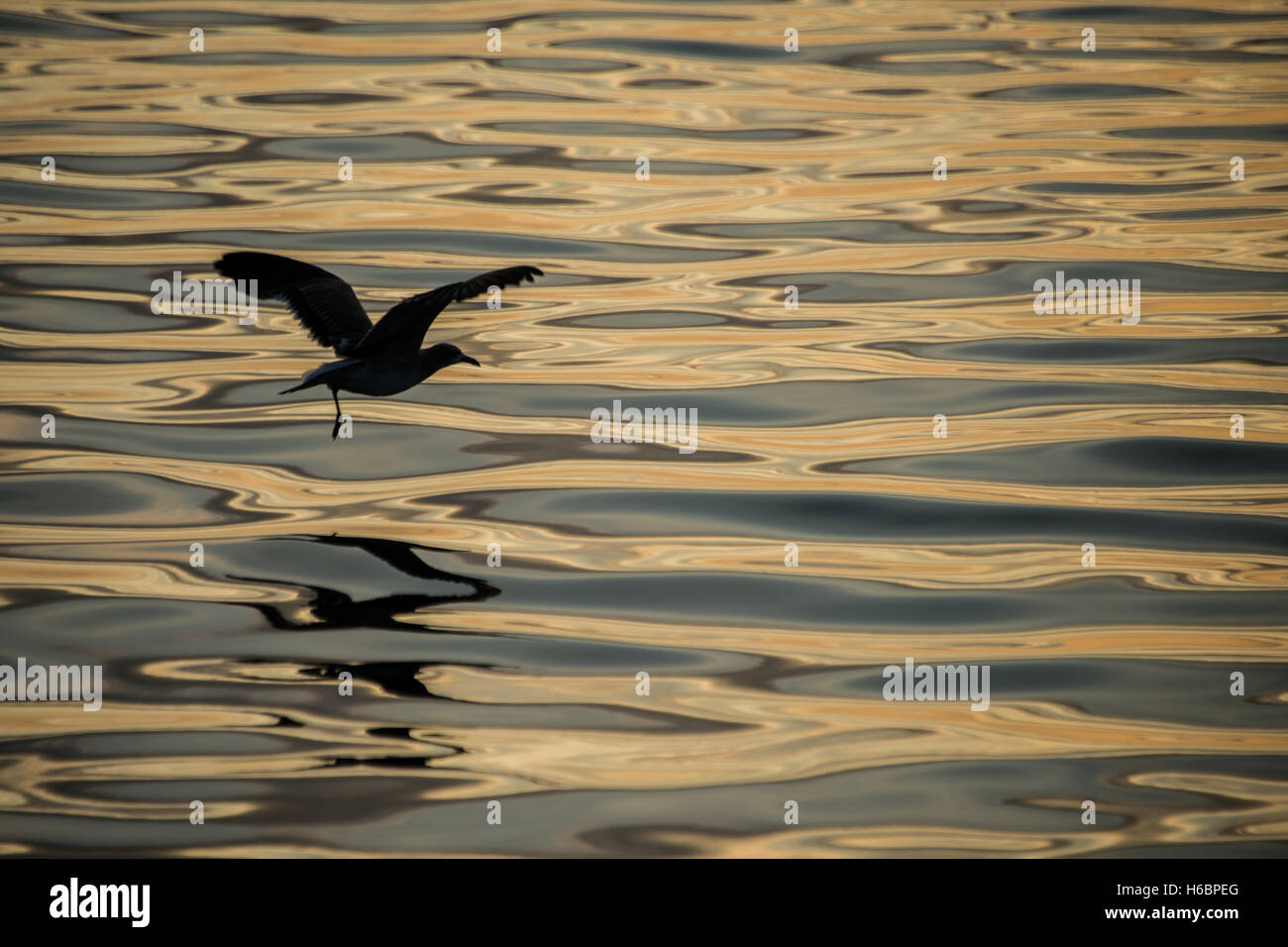 Silhouette di un uccello che sta volando su oro increspature dell acqua a sunrise Foto Stock