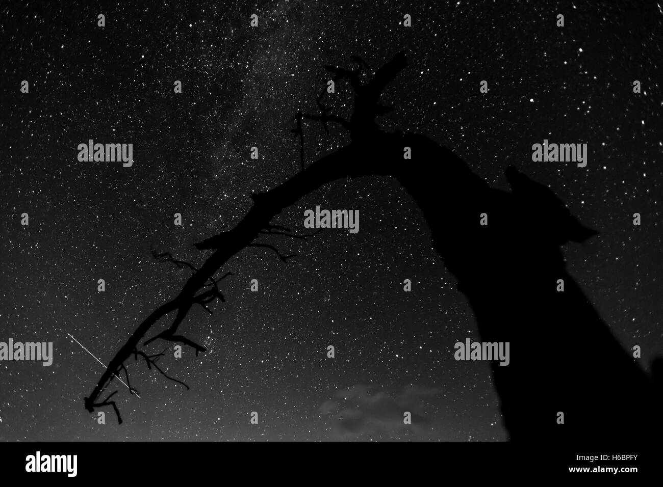Cielo notturno con la via lattea e una perseid meteor dietro la silhouette di un albero morto Foto Stock