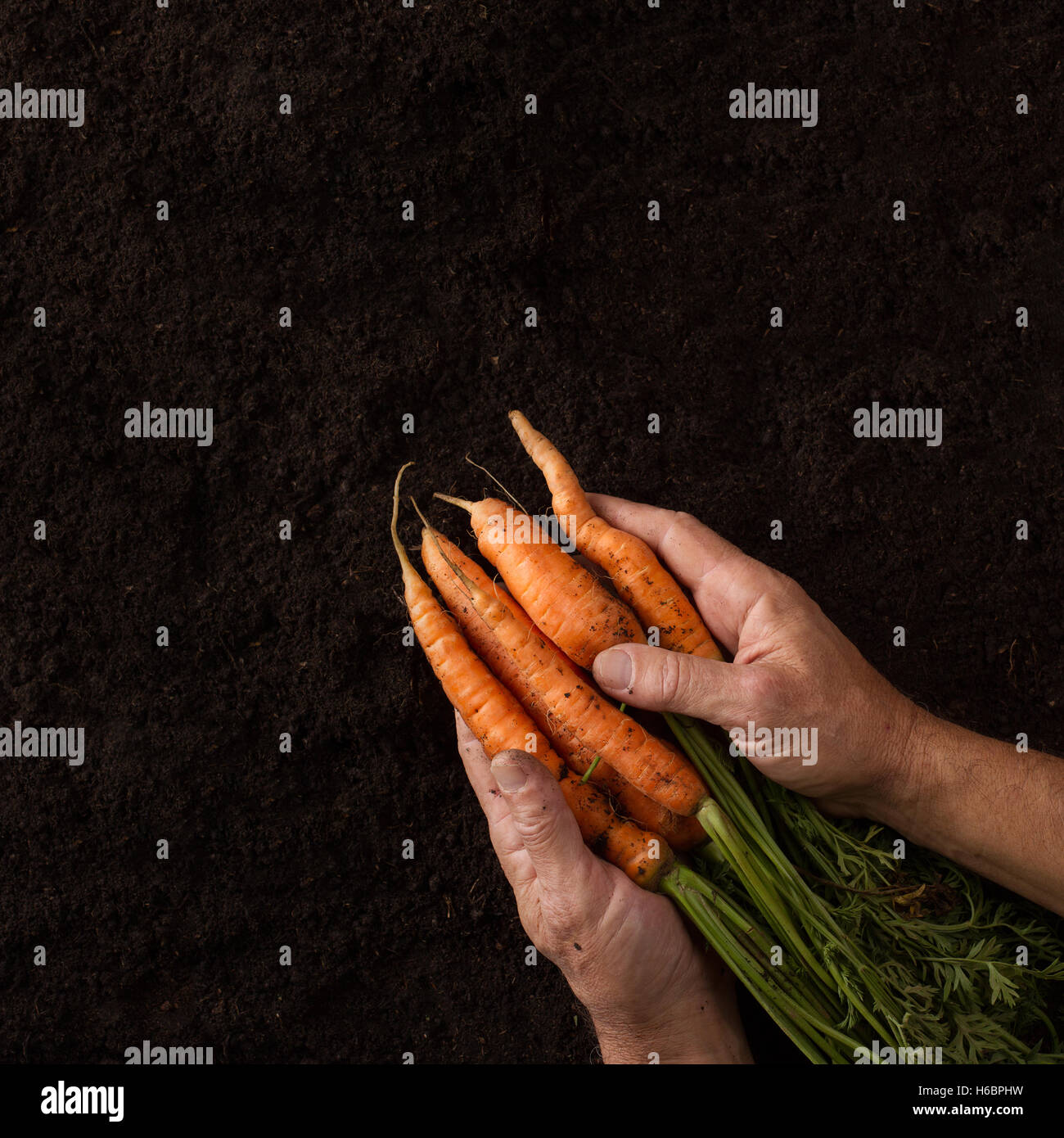 Vista superiore del contadino mani tenendo le carote con foglie di colore verde scuro contro la tessitura del suolo Foto Stock