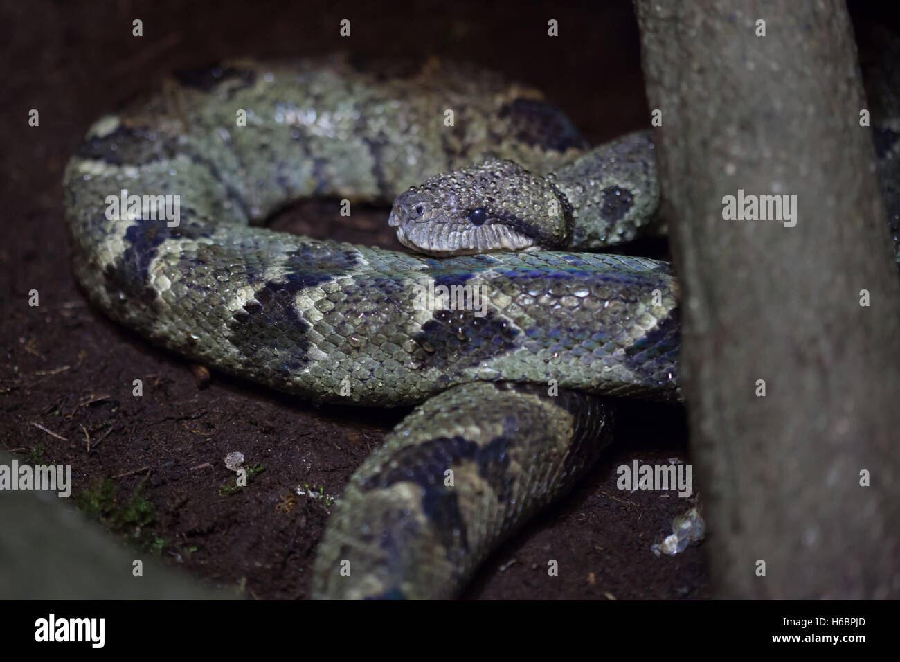 Struttura del Madagascar Boa (Sanzinia madagascariensis), noto anche come il malgascio tree boa. La fauna animale. Foto Stock