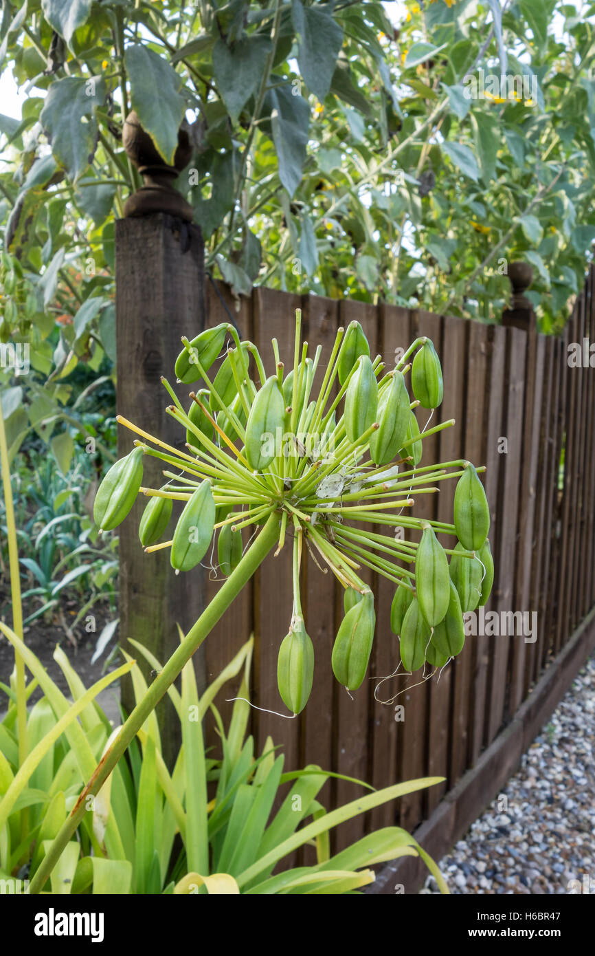 Capsule di seme su Agapanthus cultivar vegetali 2016 Foto Stock