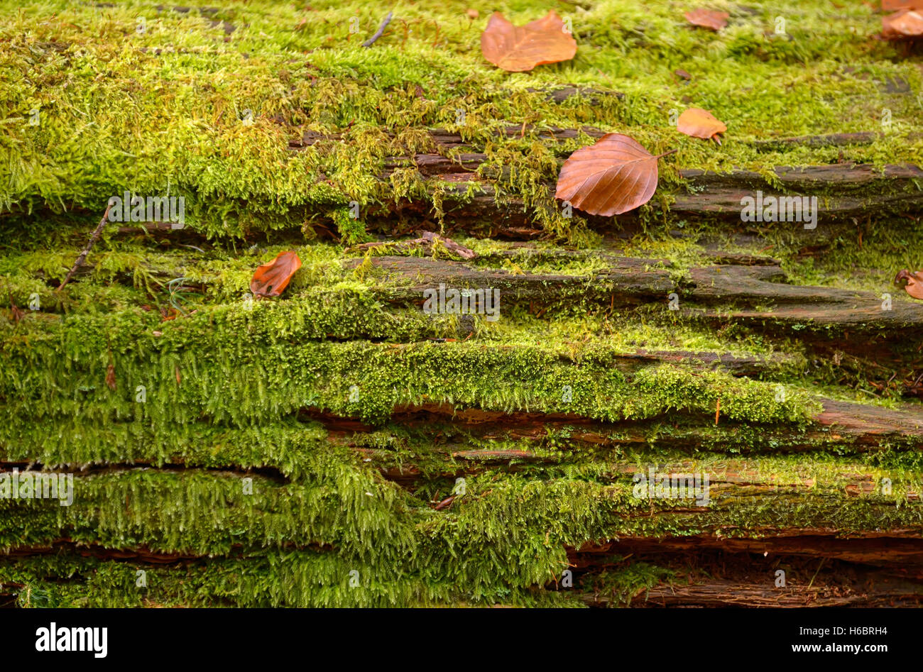Sfondo astratto di foglie di autunno su albero Foto Stock