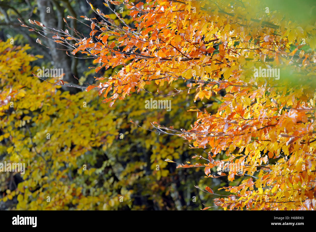 Natura autunnale con uno sfondo di foglie colorate Foto Stock