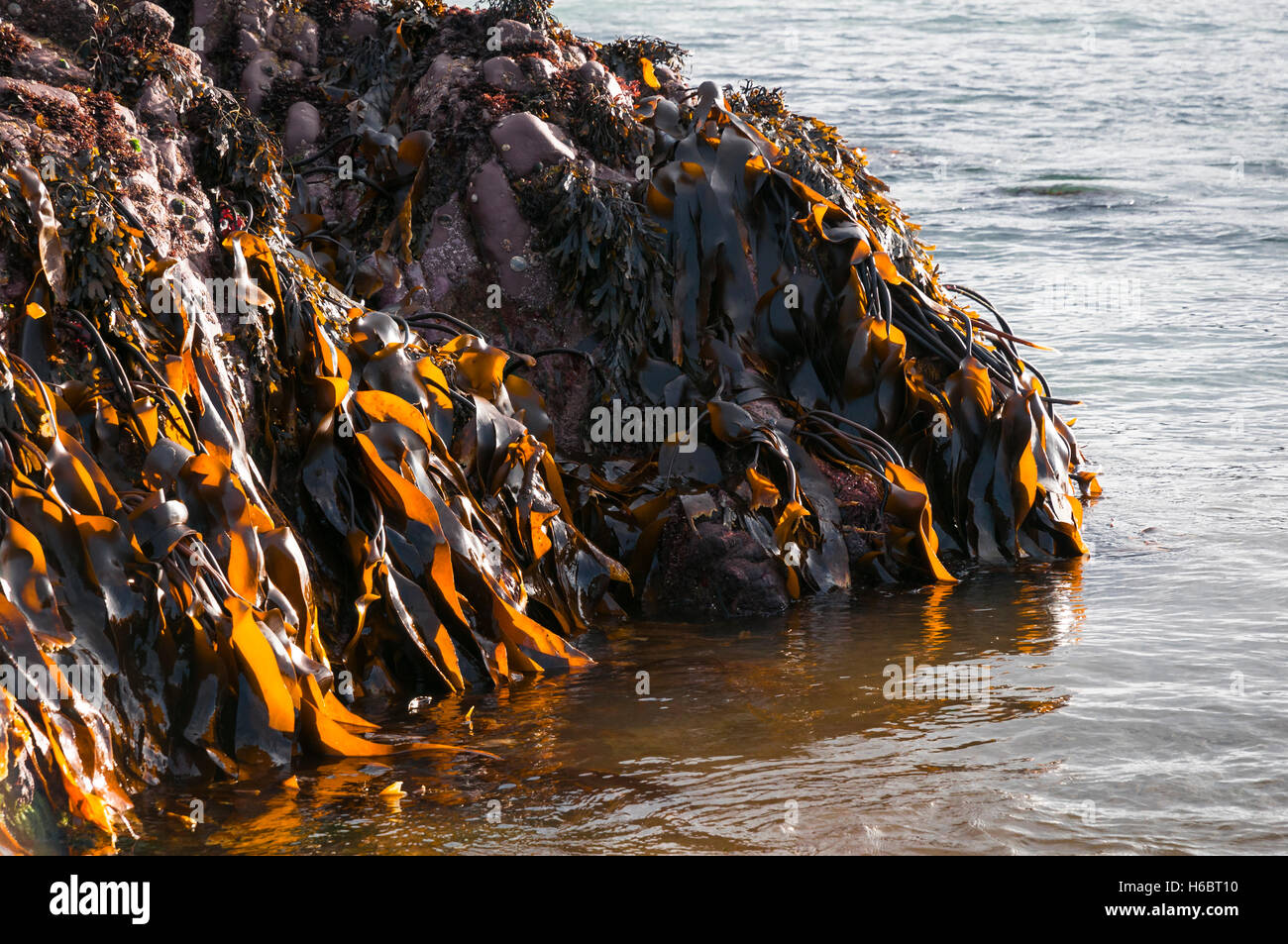 Una immagine di panorama di alghe marine su una roccia. Foto Stock