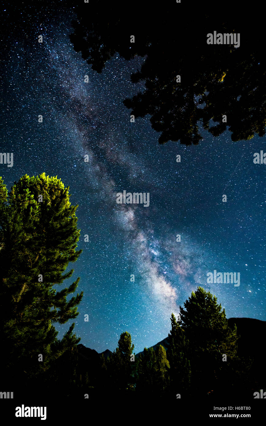 La Via Lattea e gli alberi come visualizzato su una chiara notte da 9800 ft in Montagna di Rame, Colorado. Foto Stock