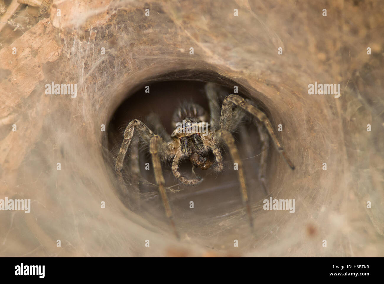 Imbuto indiano spider attende la sua preda Foto Stock