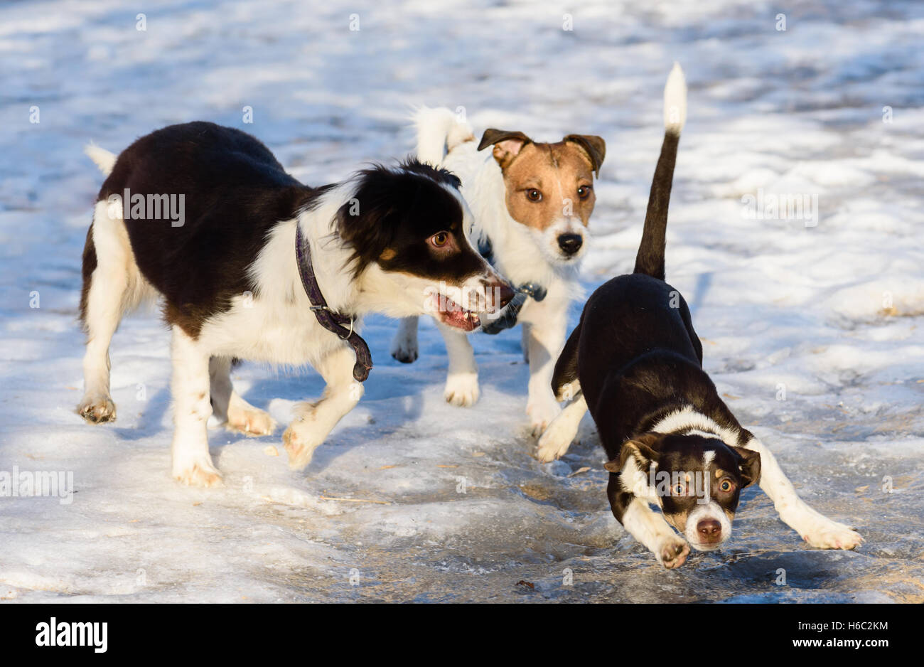 Funny puppy scivola e scorrevole su ghiaccio Foto Stock