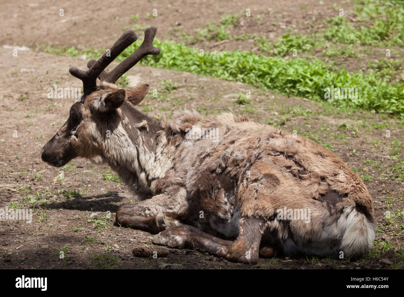 Renne domestiche (Rangifer tarandus f. domestica), noto anche come il caribù domestico. Foto Stock